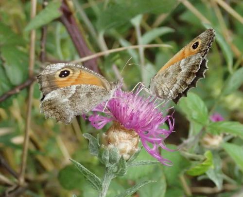Pyronia cecilia